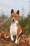 BASENJI 062